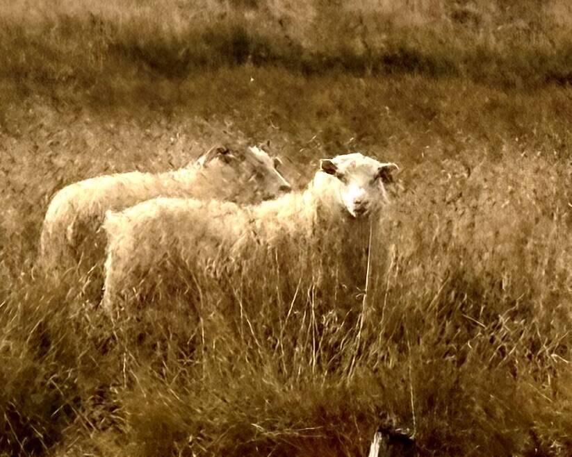 Two sheep standing in tall grass field.
