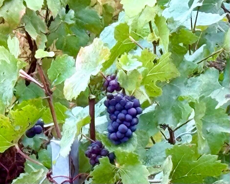 Purple grapes growing on lush vineyard vines.