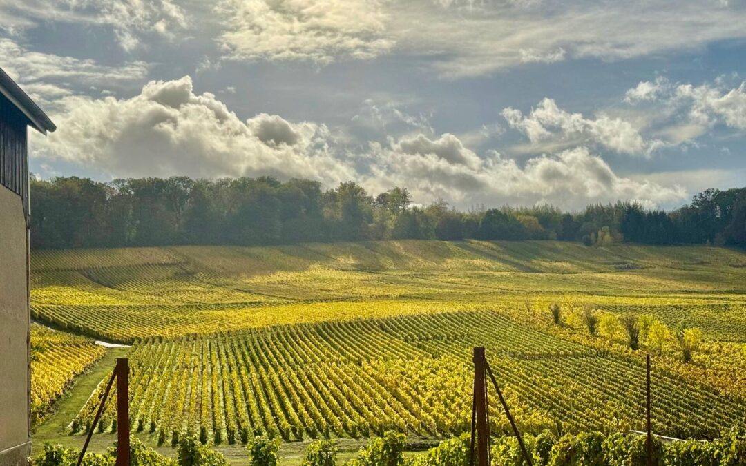 How Best to Experience Champagne Tasting Reims France