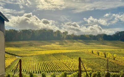 How Best to Experience Champagne Tasting Reims France