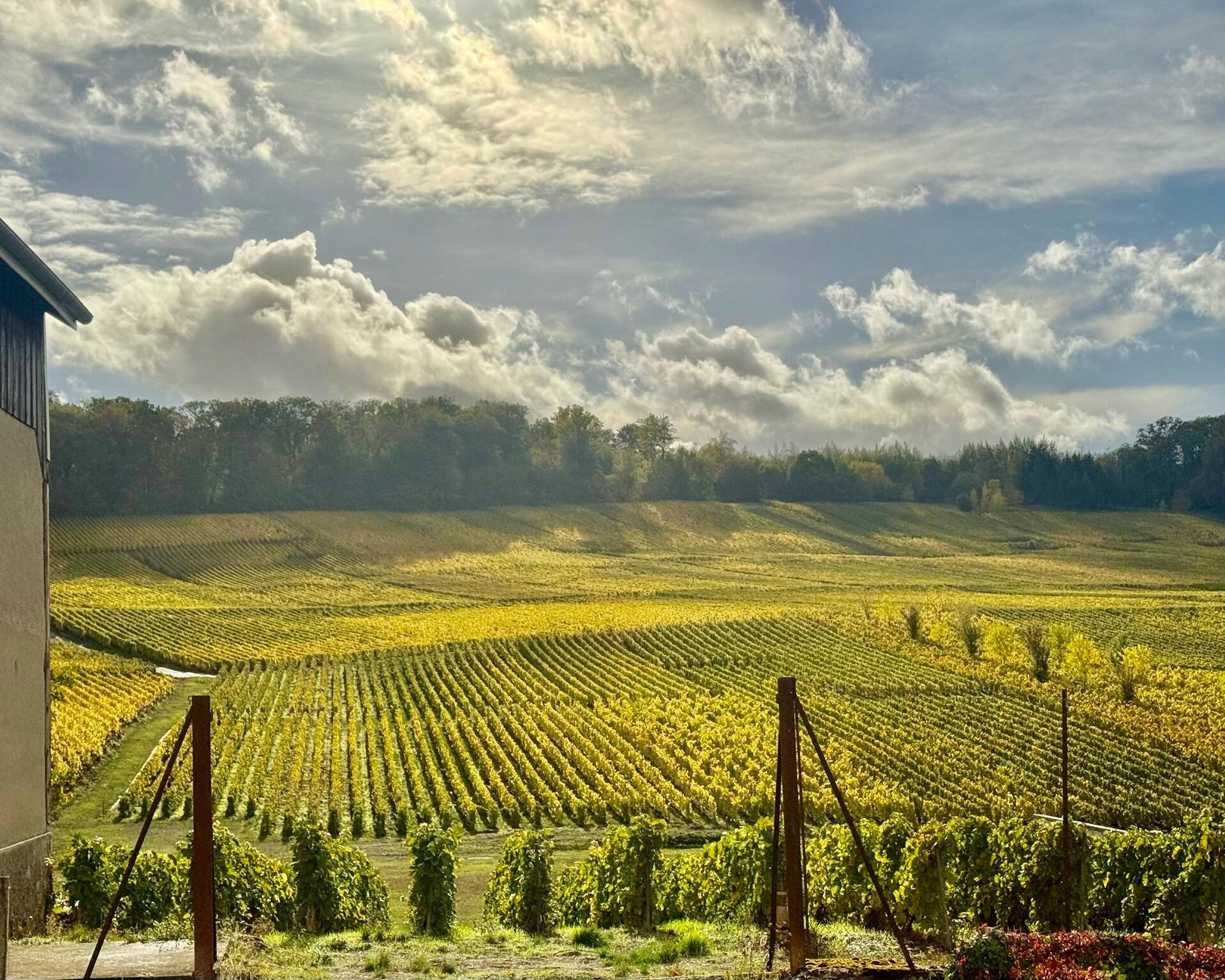 Sunny vineyard fields with dramatic clouds.