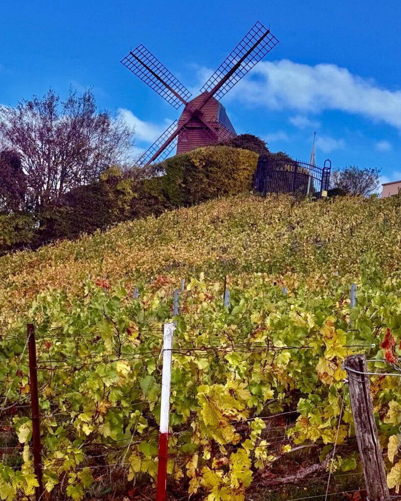 Windmill overlooking lush vineyard under blue sky.